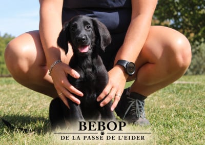 Les chiots de Flat Coated Retriever