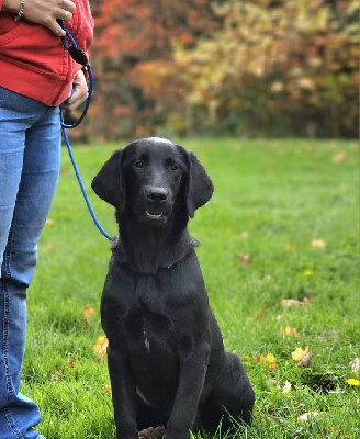 Les chiots de Labrador Retriever