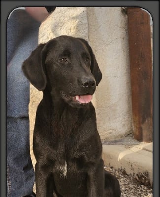 Les chiots de Labrador Retriever