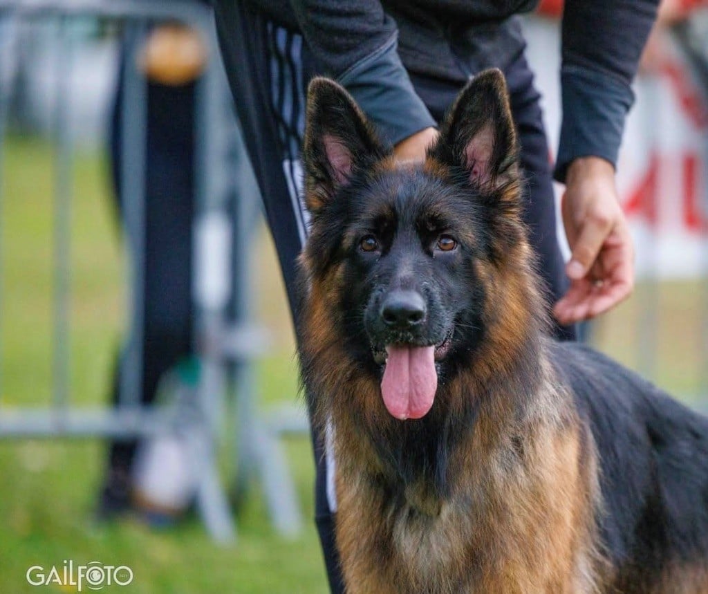 CH. Légitime Démence Vicktorya