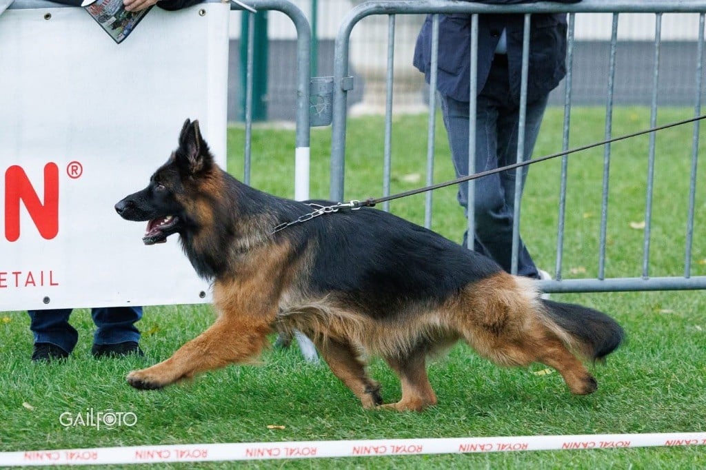 CH. Légitime Démence Vicktorya