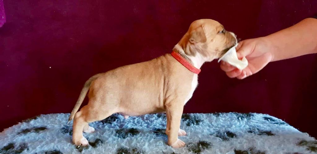 collier rouge - American Staffordshire Terrier