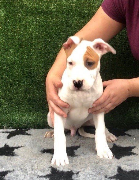 CHIOT - American Staffordshire Terrier