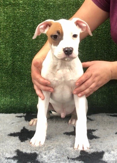 CHIOT - American Staffordshire Terrier