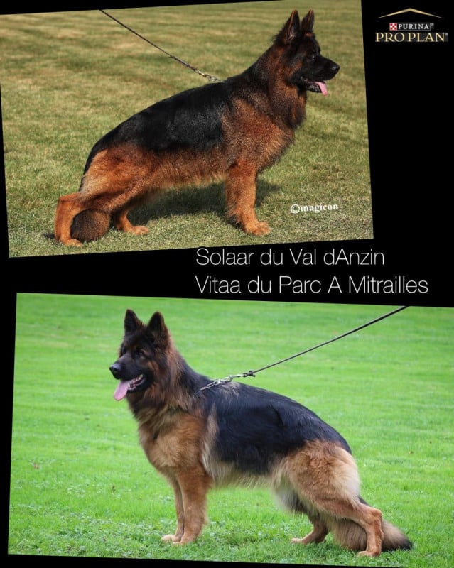 Berger Allemand Poil Long - Légitime Démence