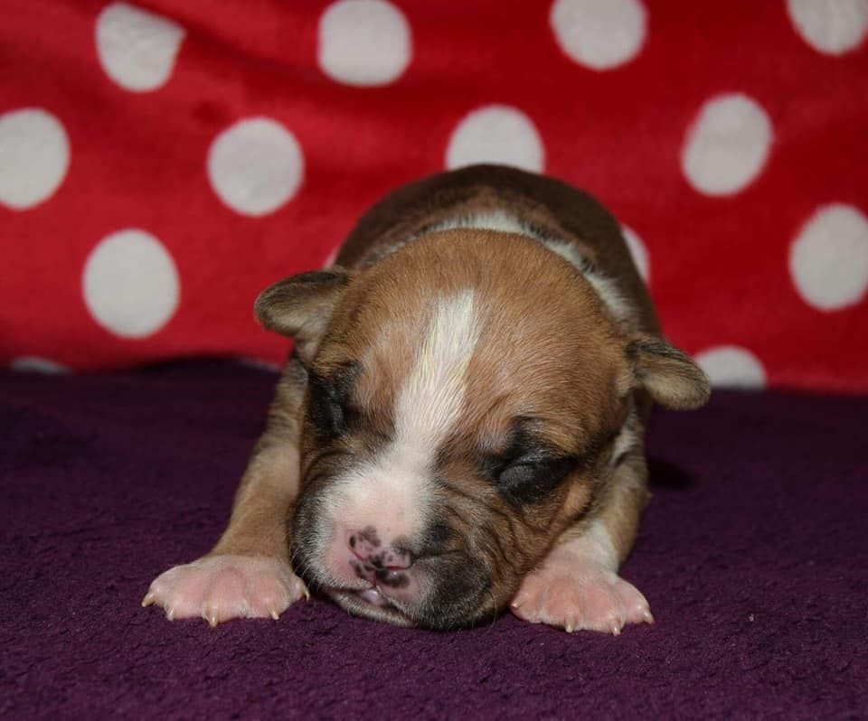 mâle 1 - American Staffordshire Terrier