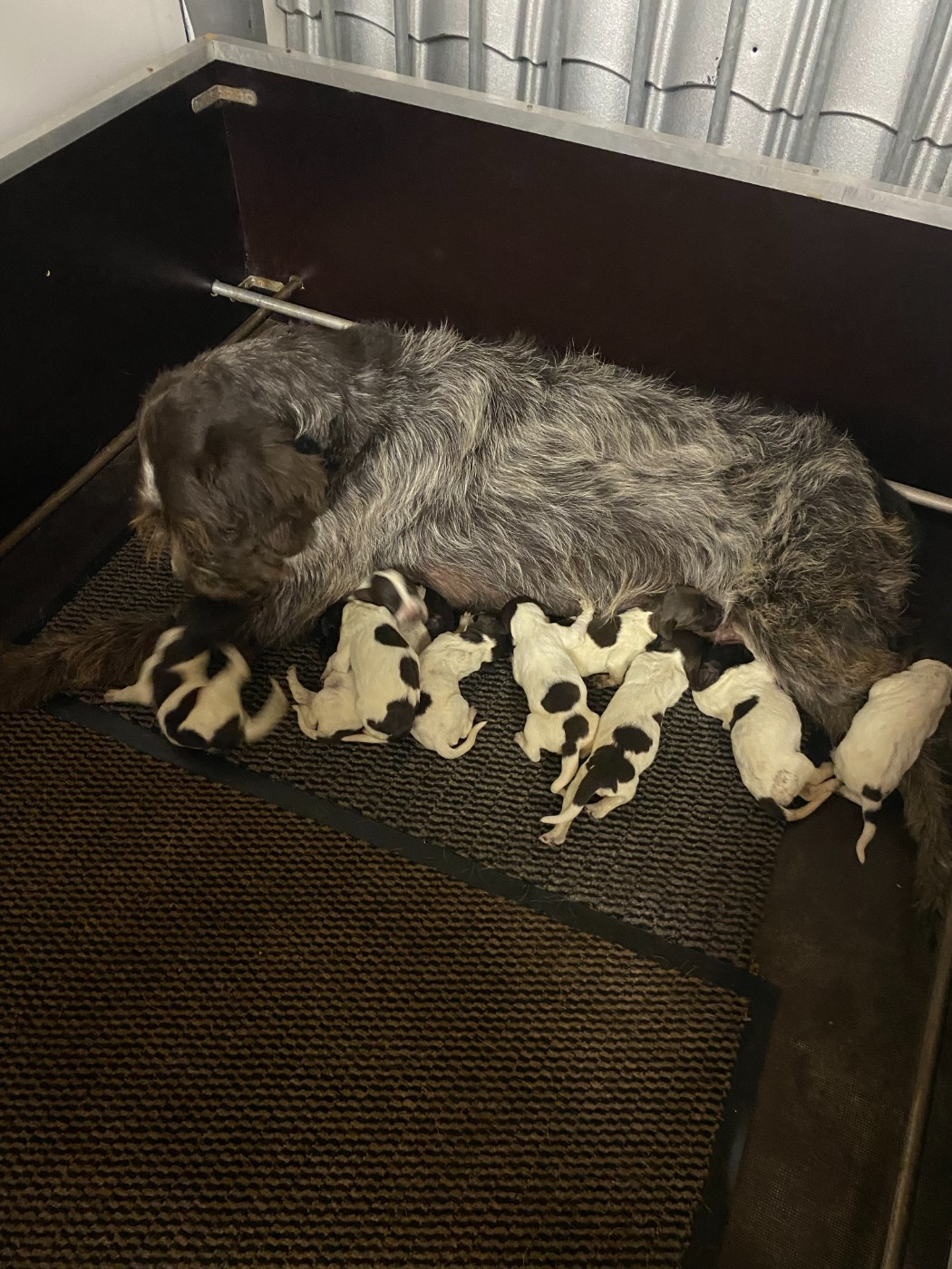 CHIOT 3 - Griffon d'arrêt à poil dur Korthals
