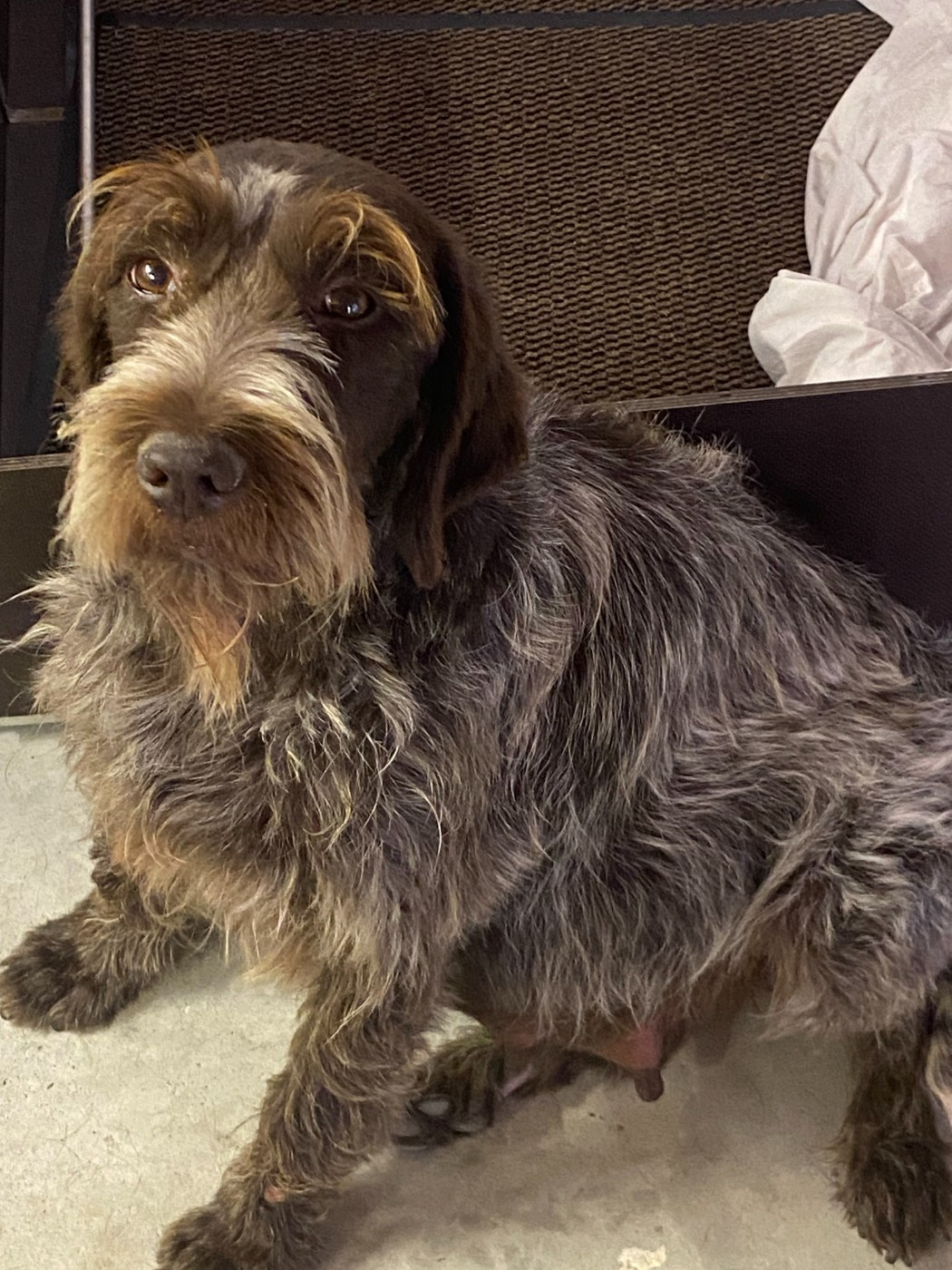 CHIOT 8 - Griffon d'arrêt à poil dur Korthals