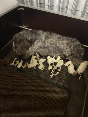 Les chiots de Griffon d'arrêt à poil dur Korthals