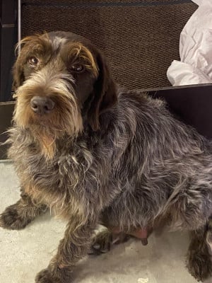 Les chiots de Griffon d'arrêt à poil dur Korthals