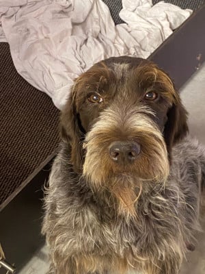 Les chiots de Griffon d'arrêt à poil dur Korthals