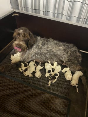 Les chiots de Griffon d'arrêt à poil dur Korthals