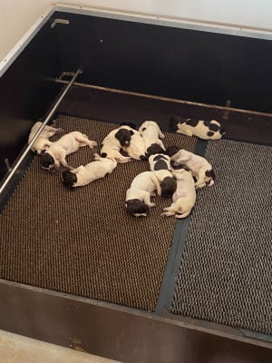 Les chiots de Griffon d'arrêt à poil dur Korthals