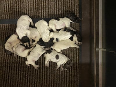 Les chiots de Griffon d'arrêt à poil dur Korthals