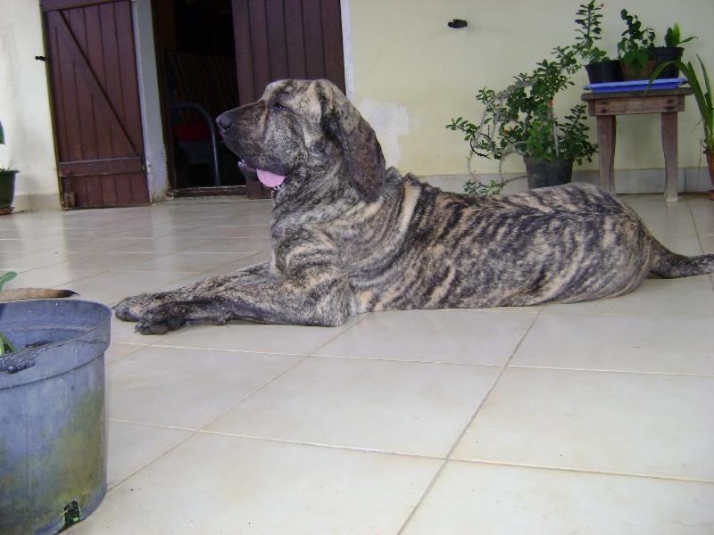 Publication : Lions of Zion Auteur : laurence Mahéo