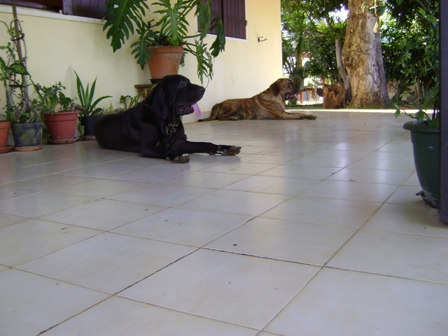 Publication : Lions of Zion Auteur : COMBET Thierry