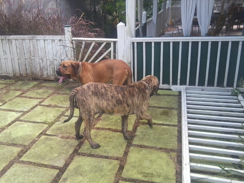 Publication : Lions of Zion Auteur : combet