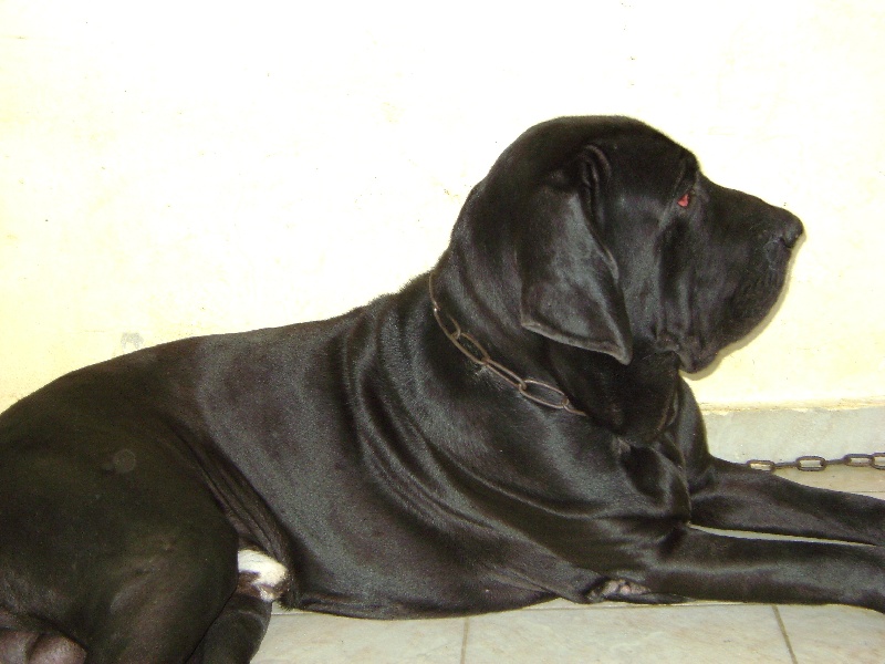 Publication : Lions of Zion Auteur : COMBET Thierry