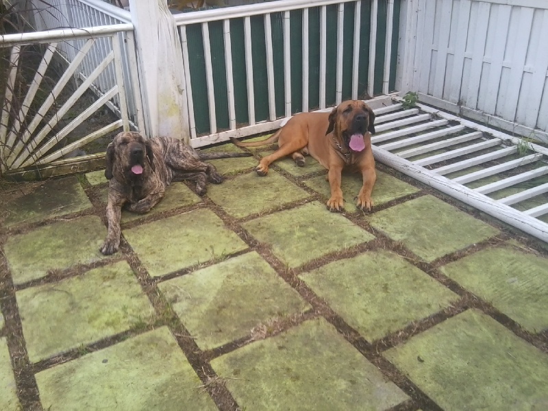 Publication : Lions of Zion Auteur : combet