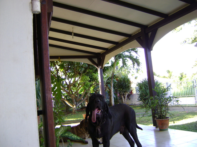 Publication : Lions of Zion Auteur : COMBET Thierry