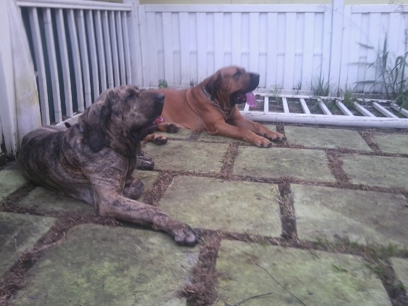 Publication : Lions of Zion Auteur : combet