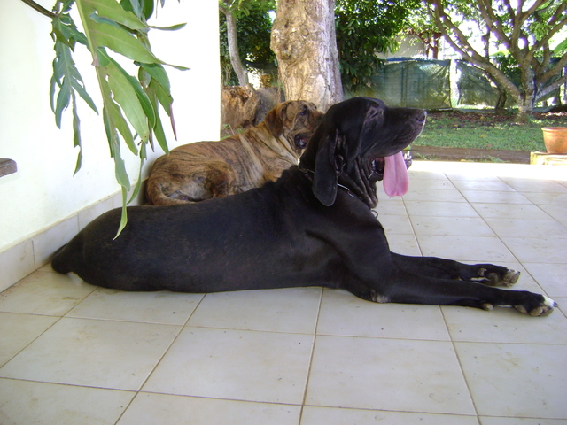 Publication : Lions of Zion Auteur : COMBET Thierry