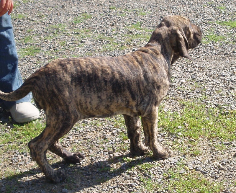 Publication : Lions of Zion Auteur : laurence Mahéo