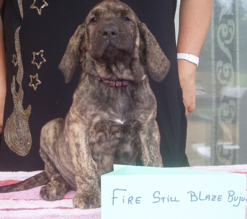 Publication : Lions of Zion Auteur : laurence Mahéo