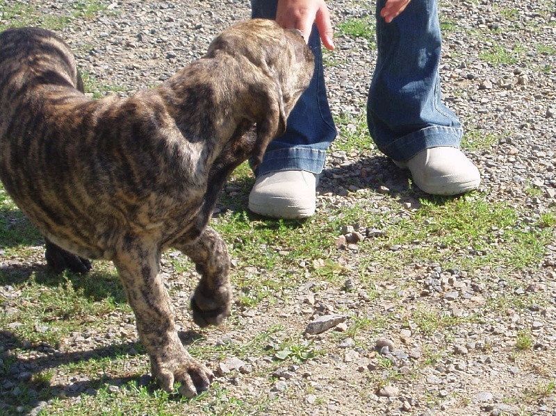 Publication : Lions of Zion Auteur : laurence Mahéo