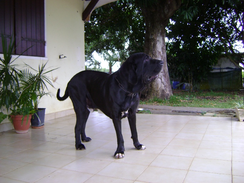 Publication : Lions of Zion Auteur : COMBET Thierry