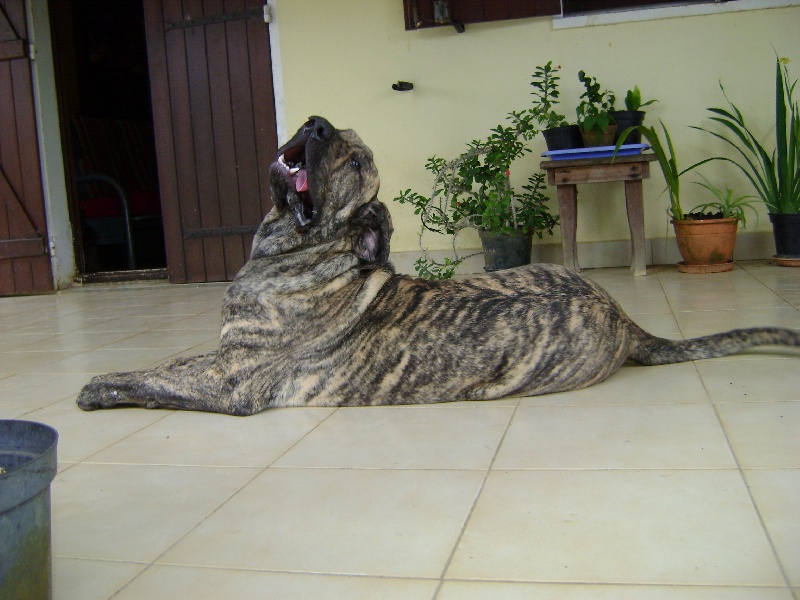 Publication : Lions of Zion Auteur : laurence Mahéo