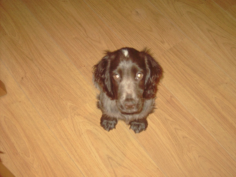 Publication : du ch'ti cocker