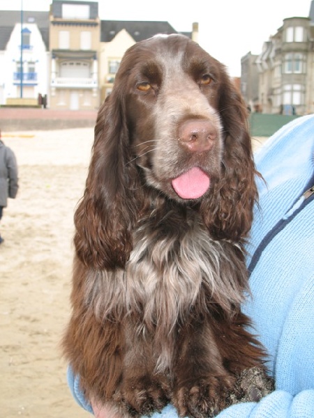 Publication : du ch'ti cocker