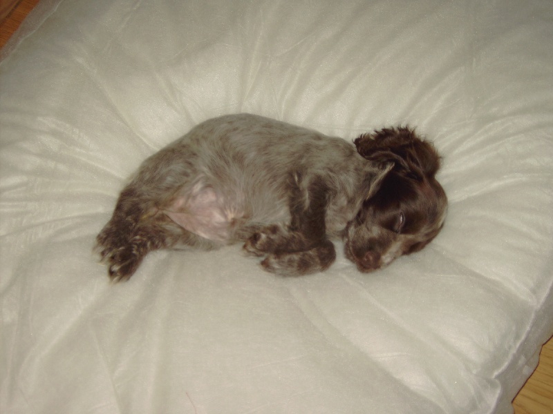 Publication : du ch'ti cocker