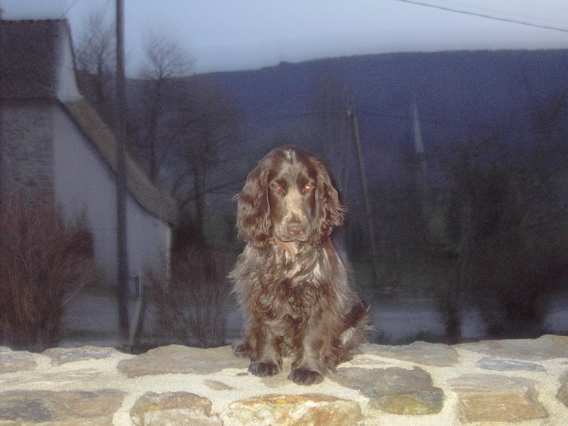 Publication : du ch'ti cocker