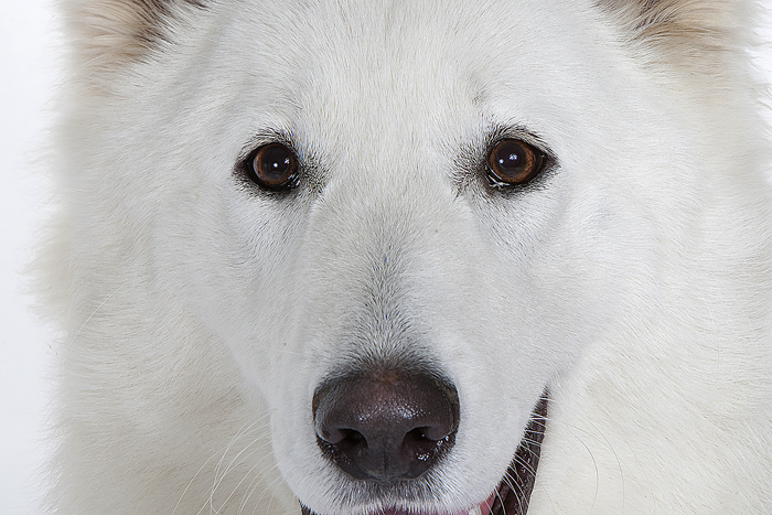 Publication : des Terres d'Azade