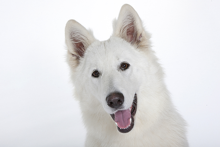 Publication : des Terres d'Azade