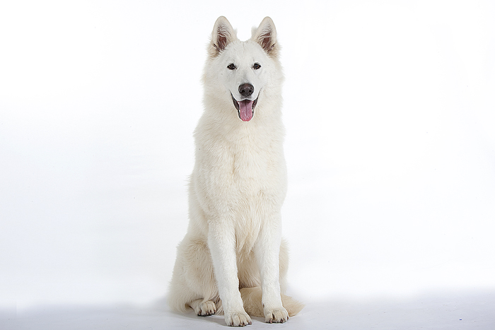 Publication : des Terres d'Azade