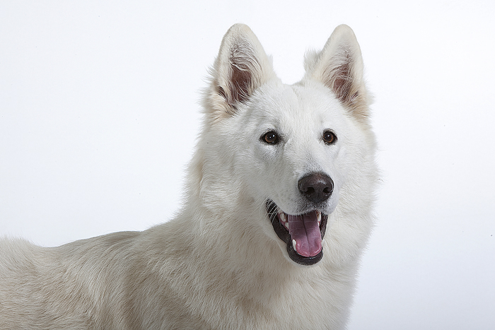 Publication : des Terres d'Azade