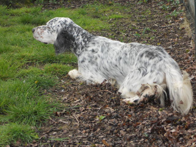 TR. CH. Elvis du Parc des Chaumes