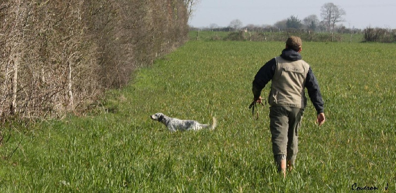 TR. CH. Elvis du Parc des Chaumes