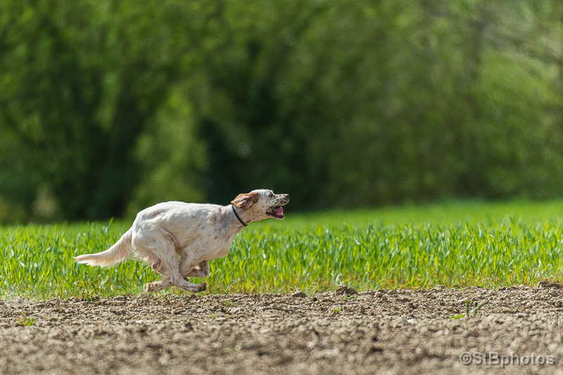 TR. Dune du Parc des Chaumes