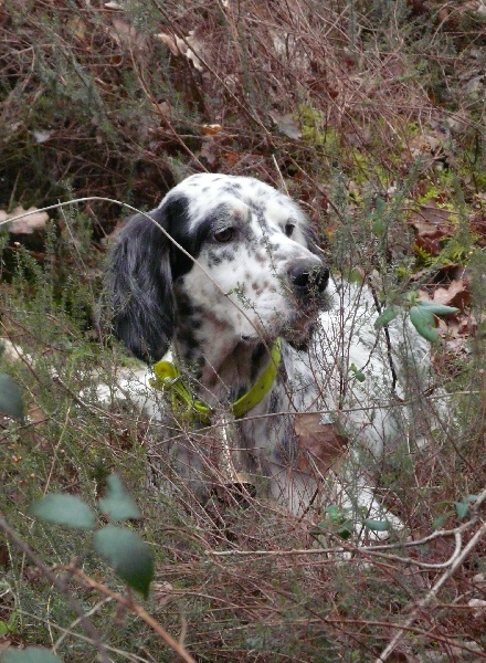 TR. CH. Elvis du Parc des Chaumes