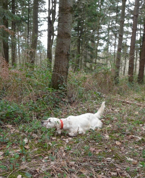TR. Dune du Parc des Chaumes