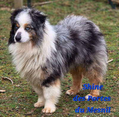 des lumières de Sirius