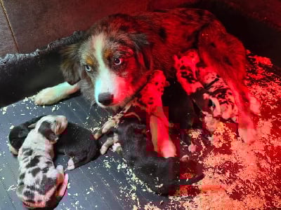 Les chiots de Berger Américain Miniature 