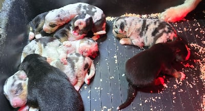 Les chiots de Berger Américain Miniature 