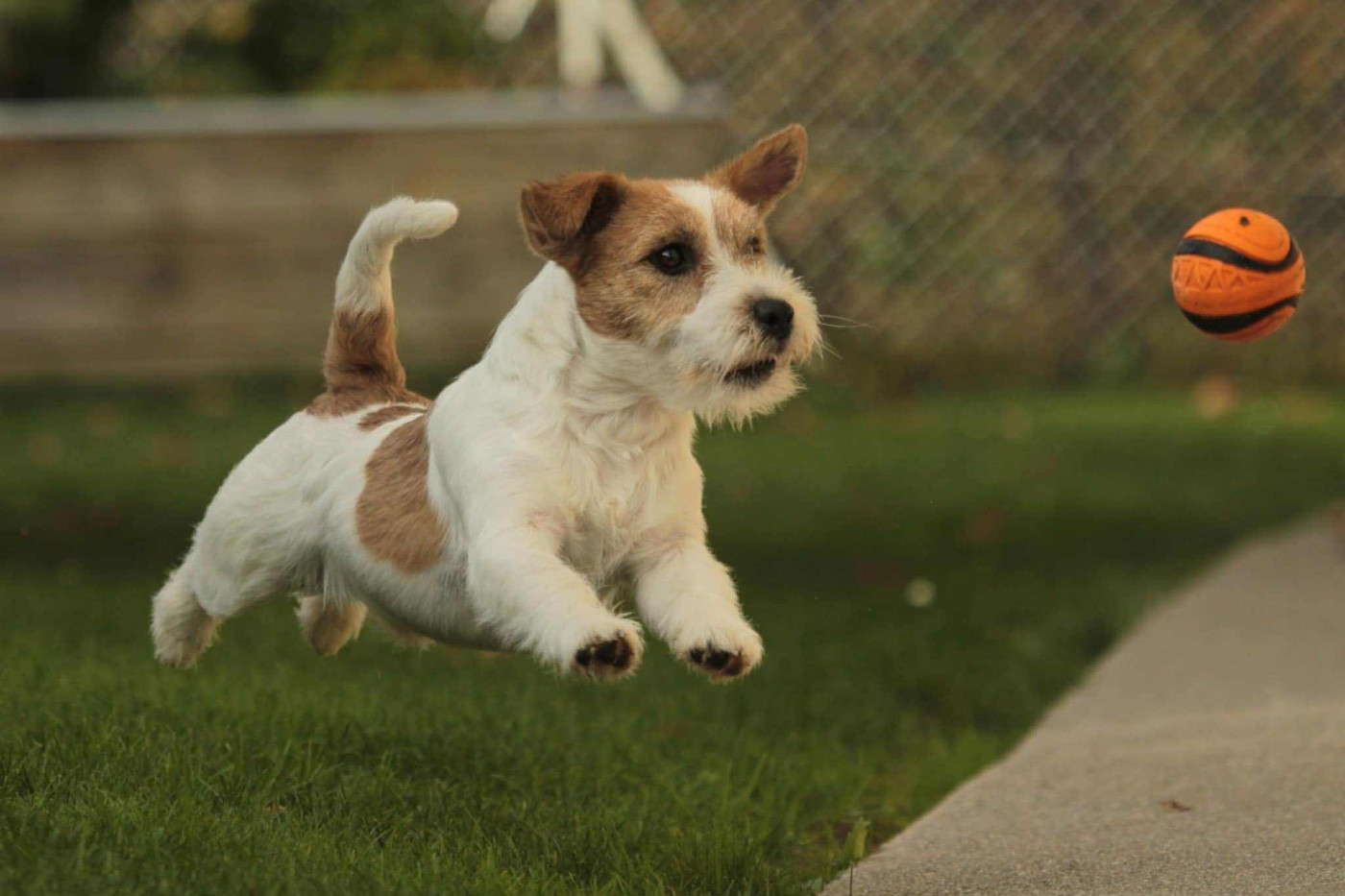 Publication : du Vallon de l'Alba Auteur : Gautier