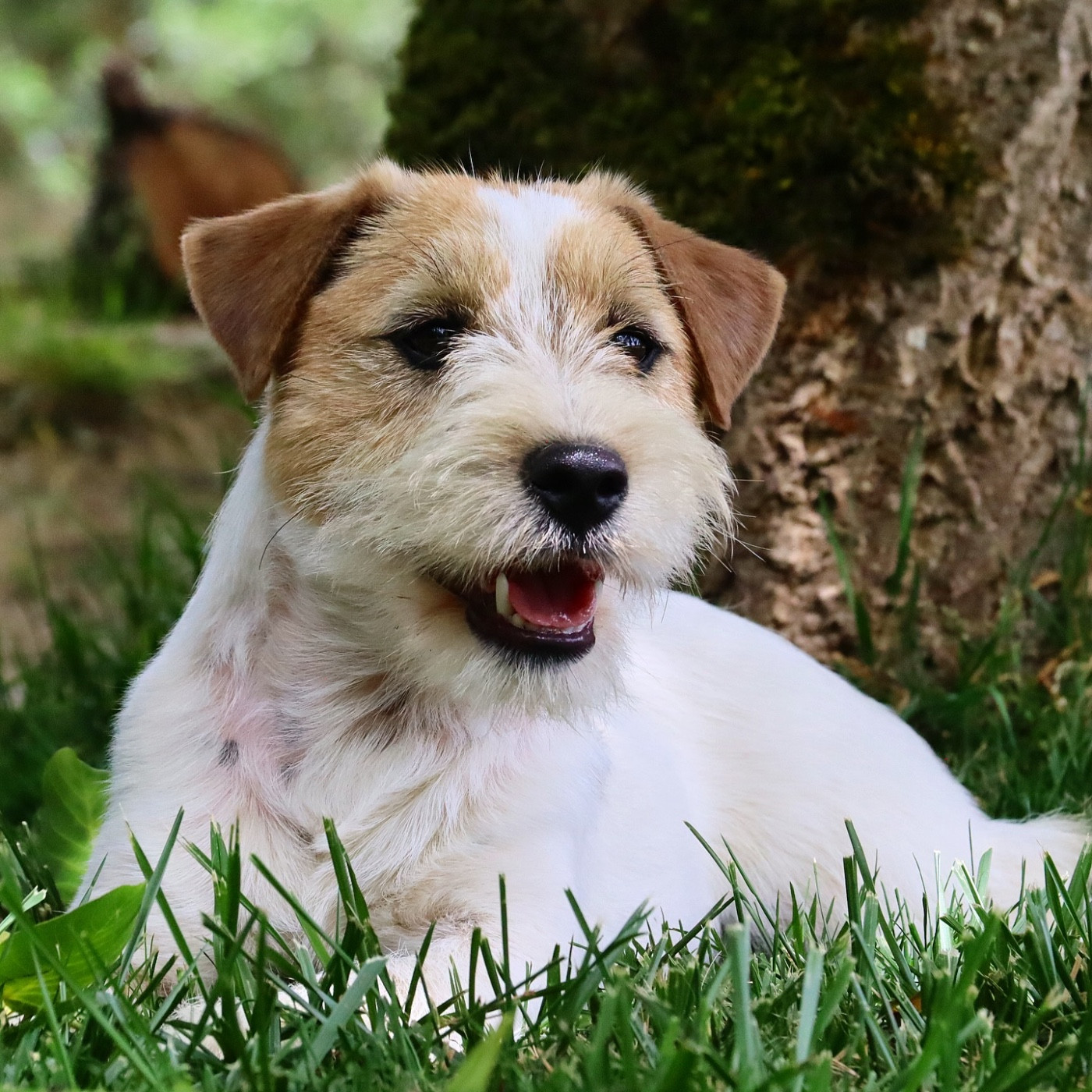 Publication : du Vallon de l'Alba Auteur : Gautier