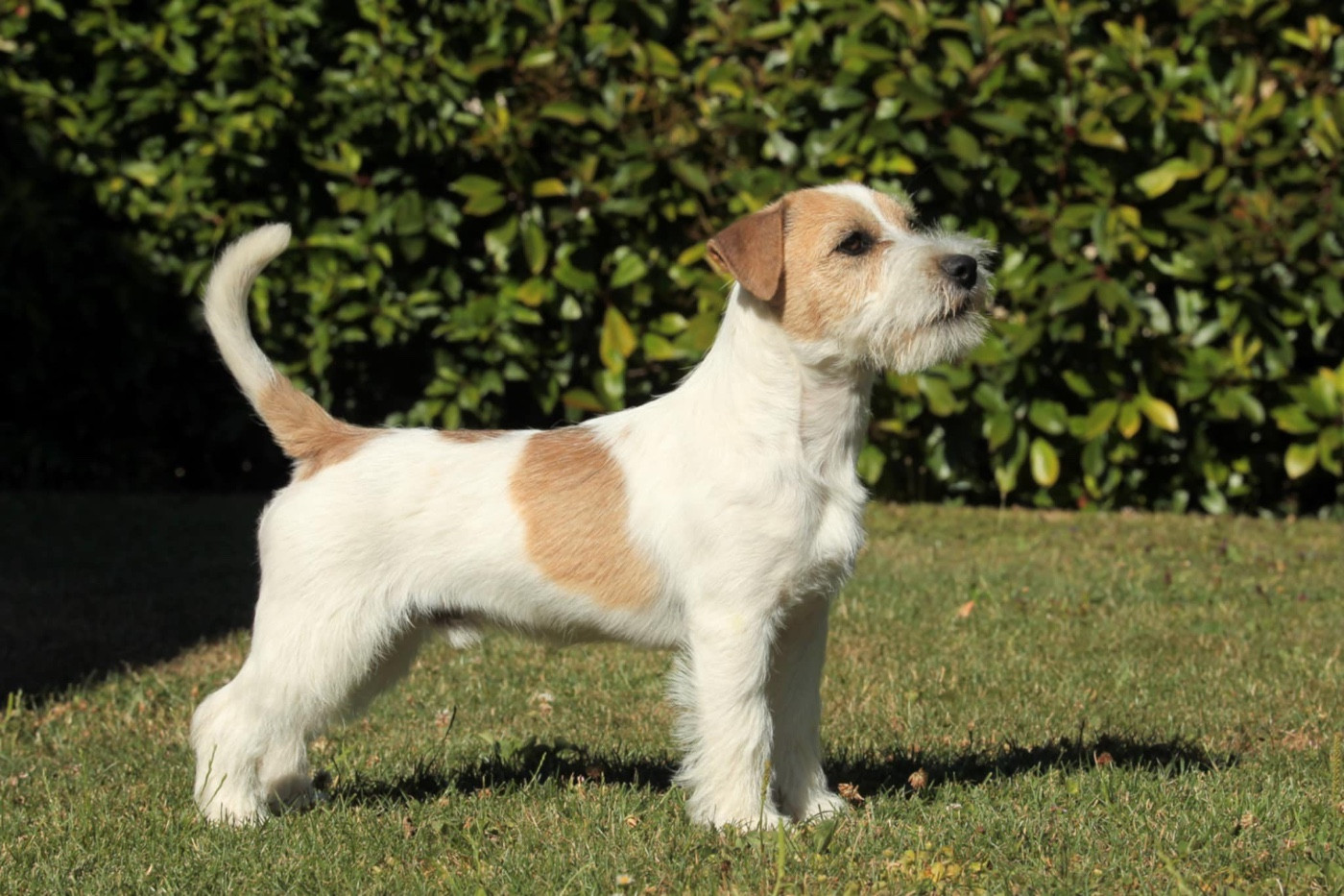 Publication : du Vallon de l'Alba Auteur : Gautier